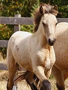 Teitur von Heidmoor c